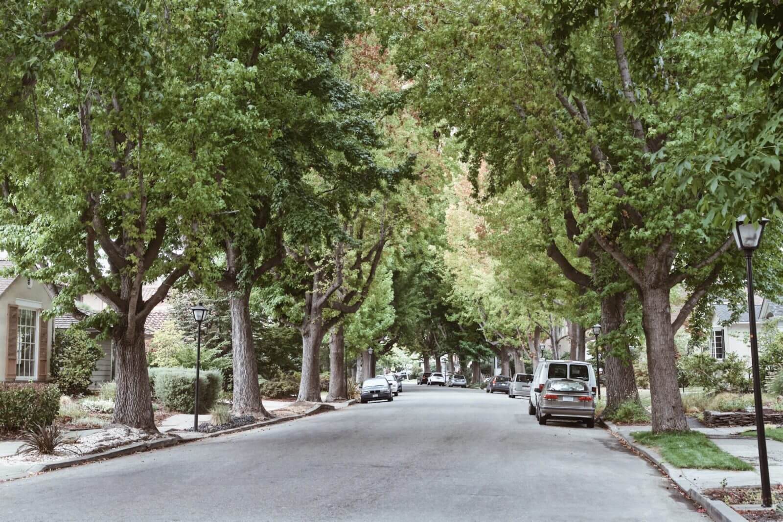 街路樹